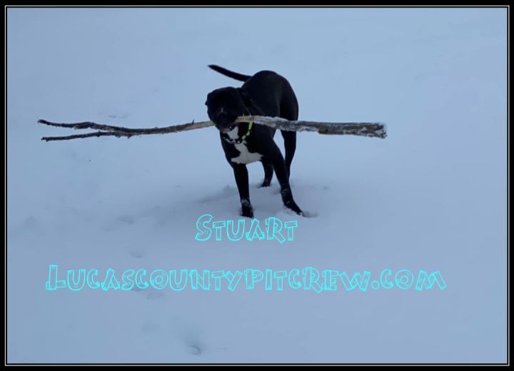 Stuart, an adoptable Pit Bull Terrier & Labrador Retriever Mix in Toledo, OH_image-4