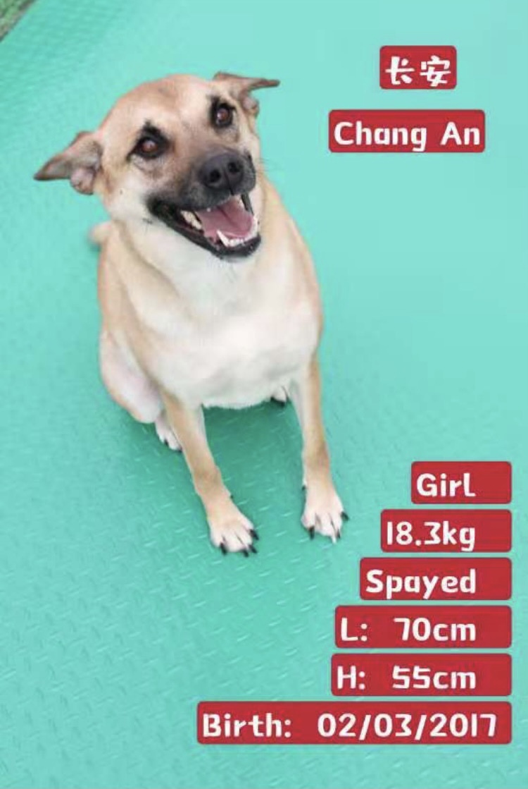 Changan detail page