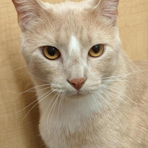Boom, an adoptable Domestic Short Hair in Rochester, MN, 55903 | Photo Image 1