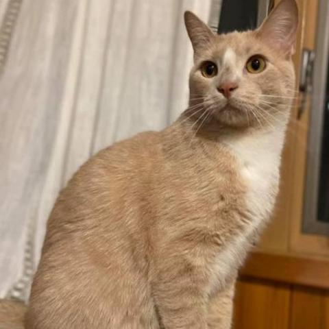 Boom, an adoptable Domestic Short Hair in Rochester, MN, 55903 | Photo Image 3