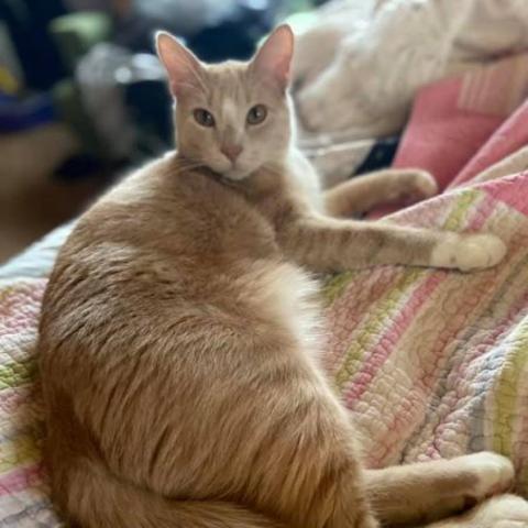 Boom, an adoptable Domestic Short Hair in Rochester, MN, 55903 | Photo Image 4