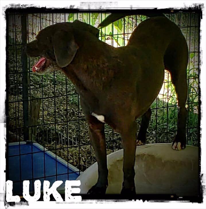 Luke, an adoptable Terrier, Labrador Retriever in Greenfield, TN, 38230 | Photo Image 6
