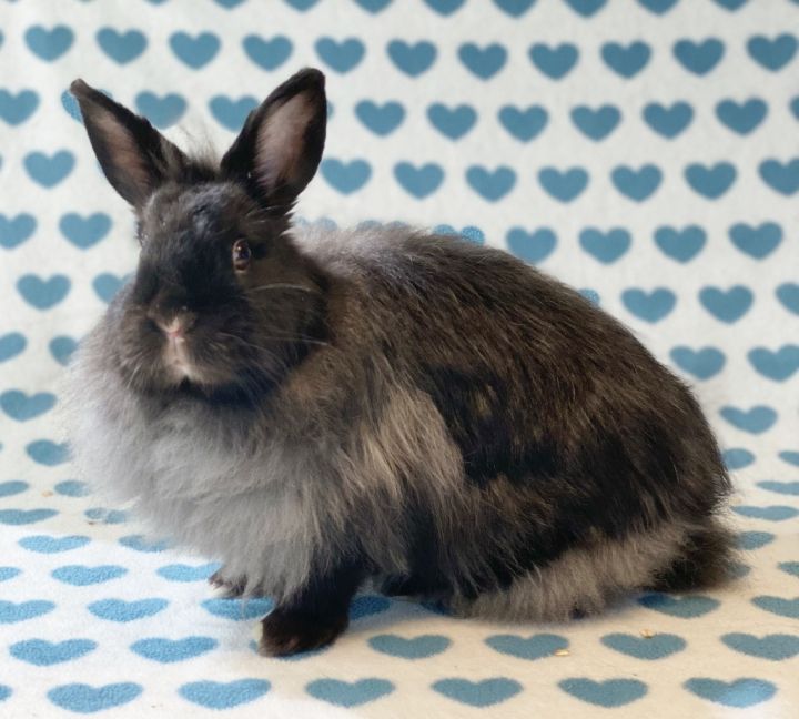 Jersey Wooly Rabbit Breed Information and Pictures 