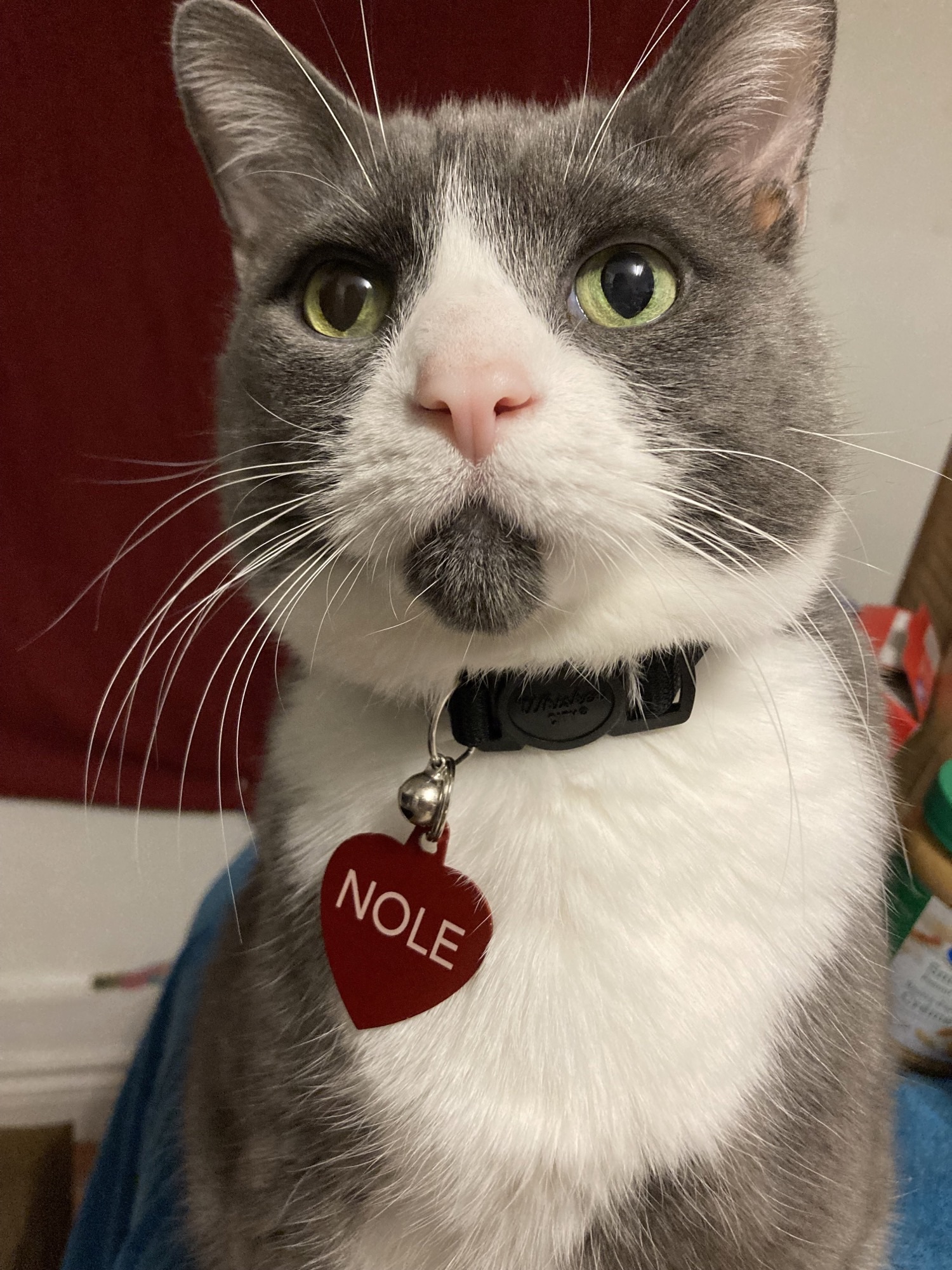 Nole, an adoptable Domestic Short Hair in Bolton, ON, L7E 1P9 | Photo Image 2