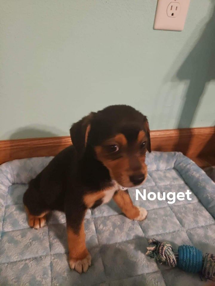 Beagle mixed pups 2