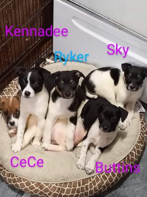 Jack russell mixes