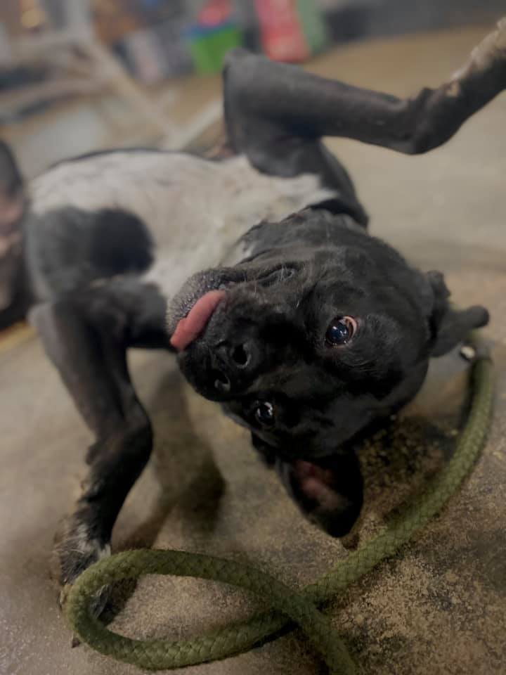 Bruce Wayne (ADOPTION FEE SPONSORED), an adoptable Mixed Breed, Border Collie in Derby, NY, 14047 | Photo Image 2