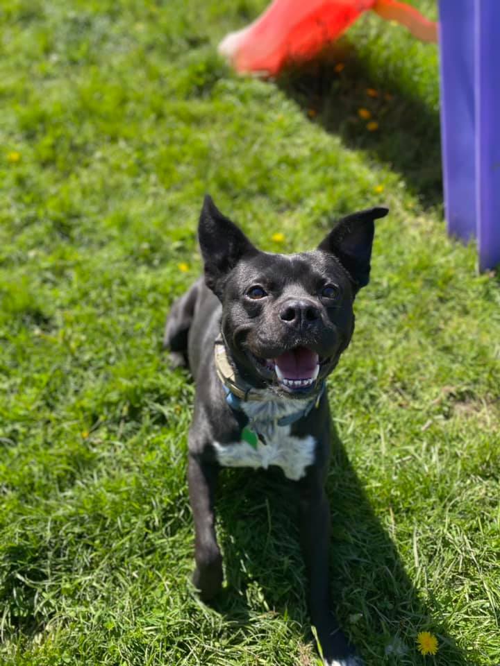 Bruce Wayne (ADOPTION FEE SPONSORED), an adoptable Mixed Breed, Border Collie in Derby, NY, 14047 | Photo Image 3