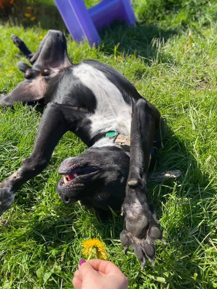 Bruce Wayne (ADOPTION FEE SPONSORED), an adoptable Mixed Breed, Border Collie in Derby, NY, 14047 | Photo Image 4