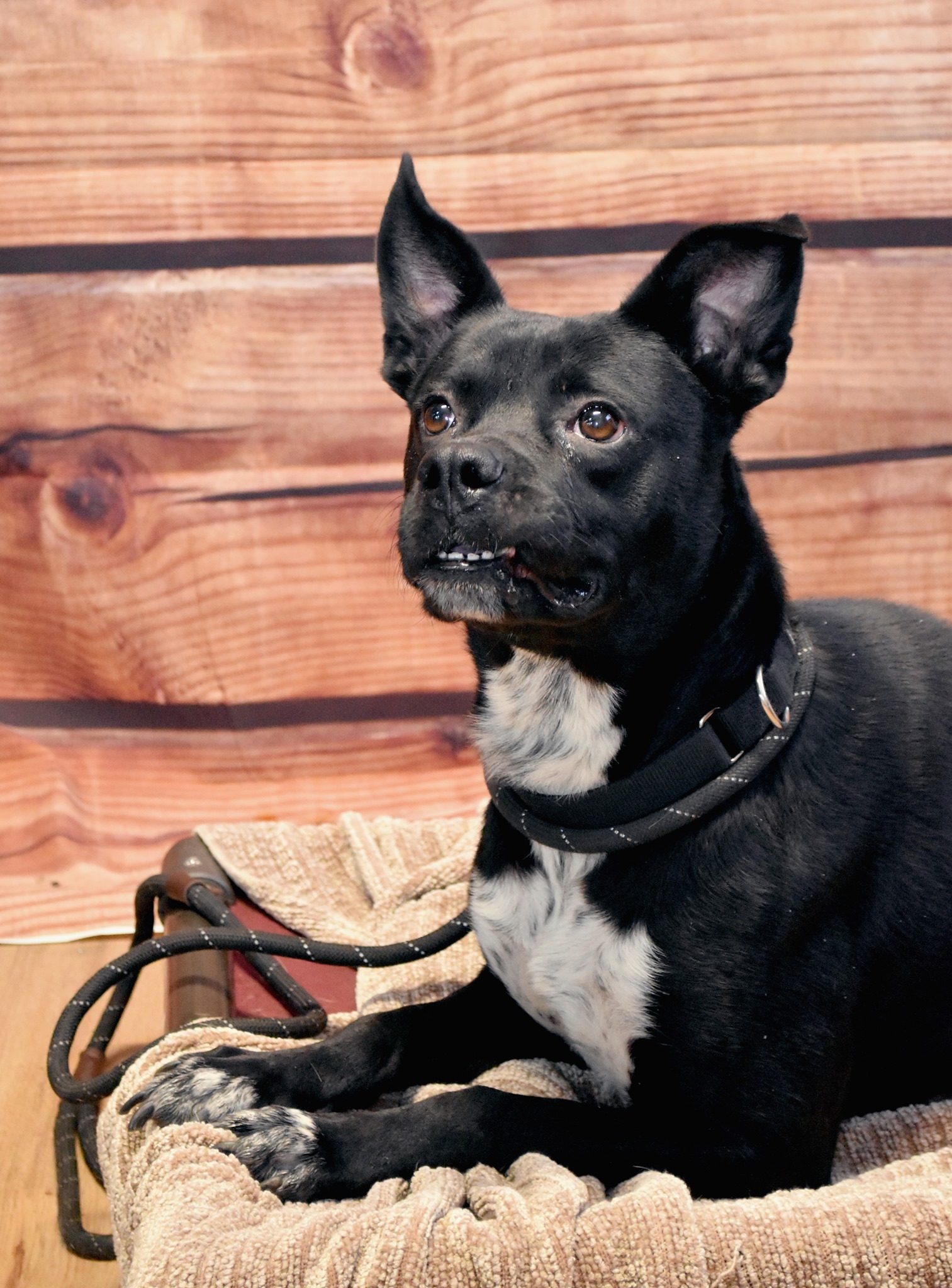 Bruce Wayne (ADOPTION FEE SPONSORED), an adoptable Mixed Breed, Border Collie in Derby, NY, 14047 | Photo Image 5