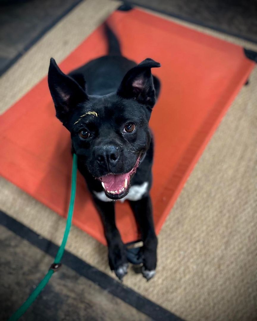 Bruce Wayne (ADOPTION FEE SPONSORED), an adoptable Mixed Breed, Border Collie in Derby, NY, 14047 | Photo Image 1