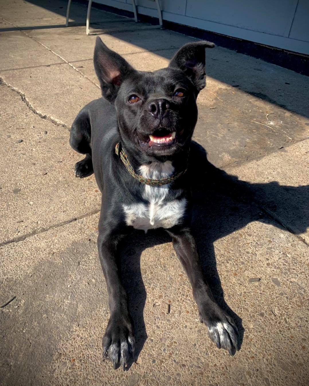 Bruce Wayne (ADOPTION FEE SPONSORED), an adoptable Mixed Breed, Border Collie in Derby, NY, 14047 | Photo Image 6