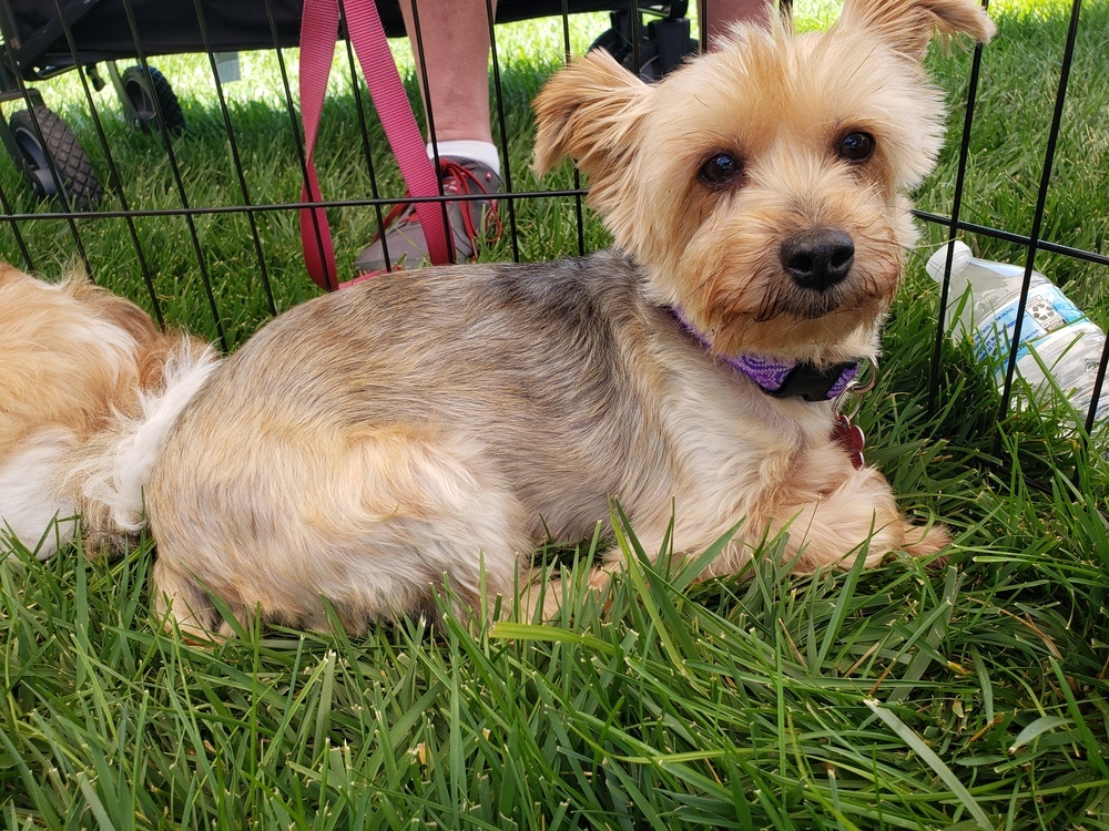 Silky terrier-Nastia, an adoptable Silky Terrier in Omaha, NE, 68137 | Photo Image 1