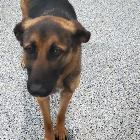 Dog For Adoption Ava Adoption Hold Till 5 Pm Friday A German Shepherd Dog In Colorado Springs Co Petfinder