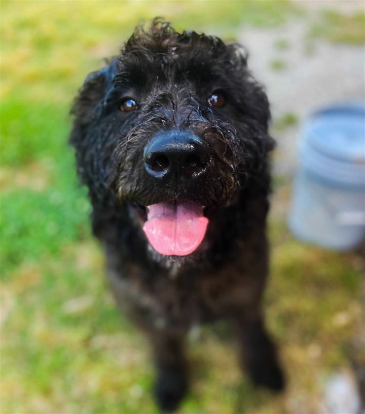 Dog for adoption - Teddy Duplin, a Standard Poodle & Rottweiler Mix in  Pacolet, SC | Petfinder