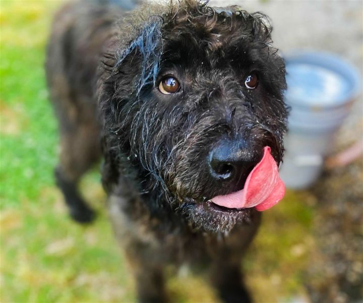 Dog for adoption - Teddy Duplin, a Standard Poodle & Rottweiler Mix in  Pacolet, SC | Petfinder