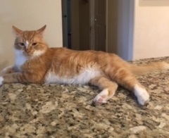 Dante #Mr-Personality +, an adoptable Domestic Medium Hair & Tabby Mix in Houston, TX_image-1