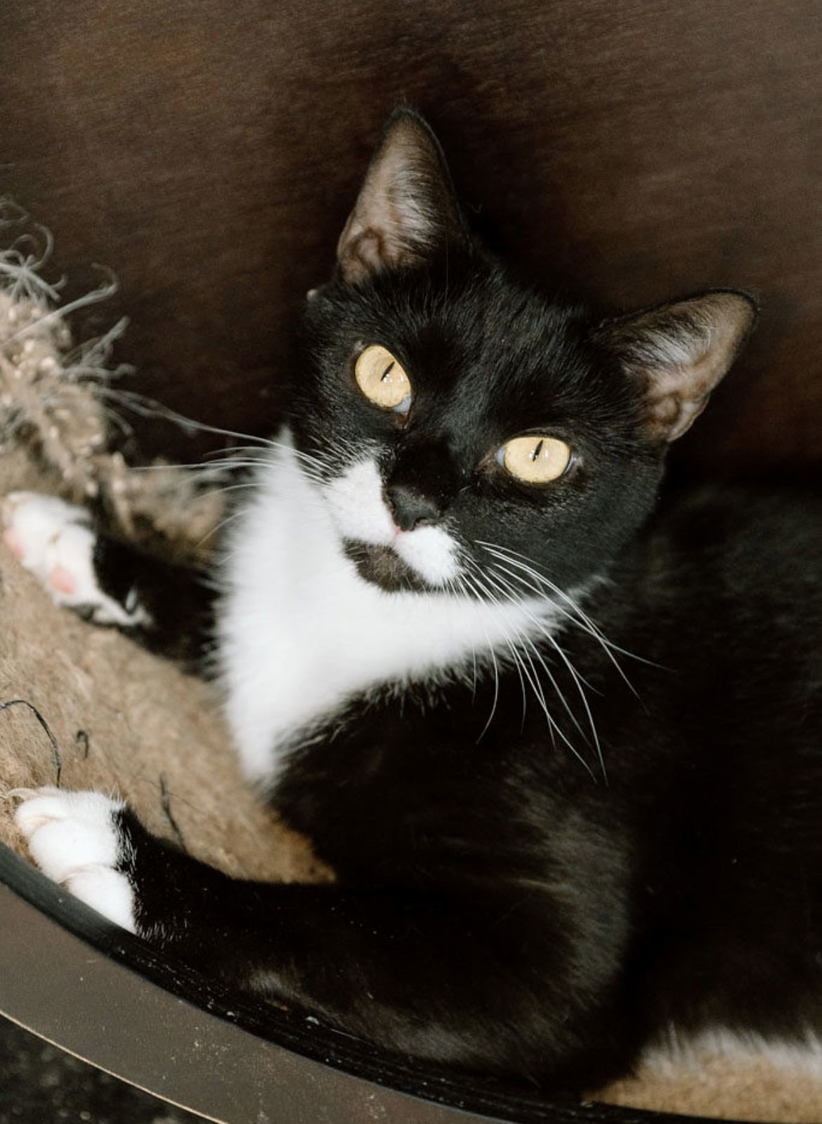 Stache, an adoptable Domestic Short Hair in Cuyahoga Falls, OH, 44222 | Photo Image 1