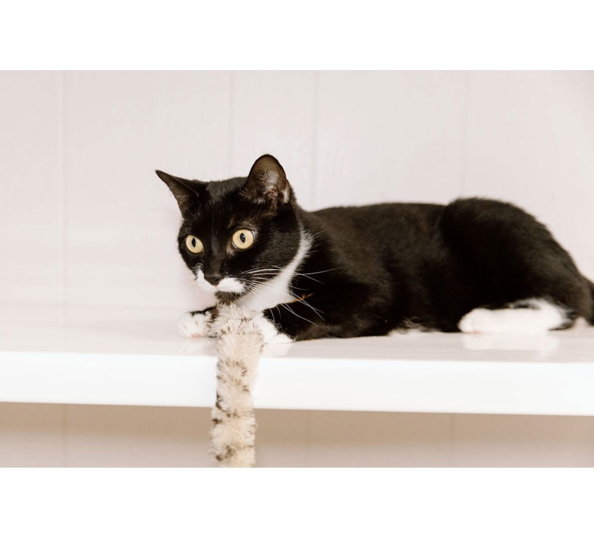 Stache, an adoptable Domestic Short Hair in Cuyahoga Falls, OH, 44222 | Photo Image 2