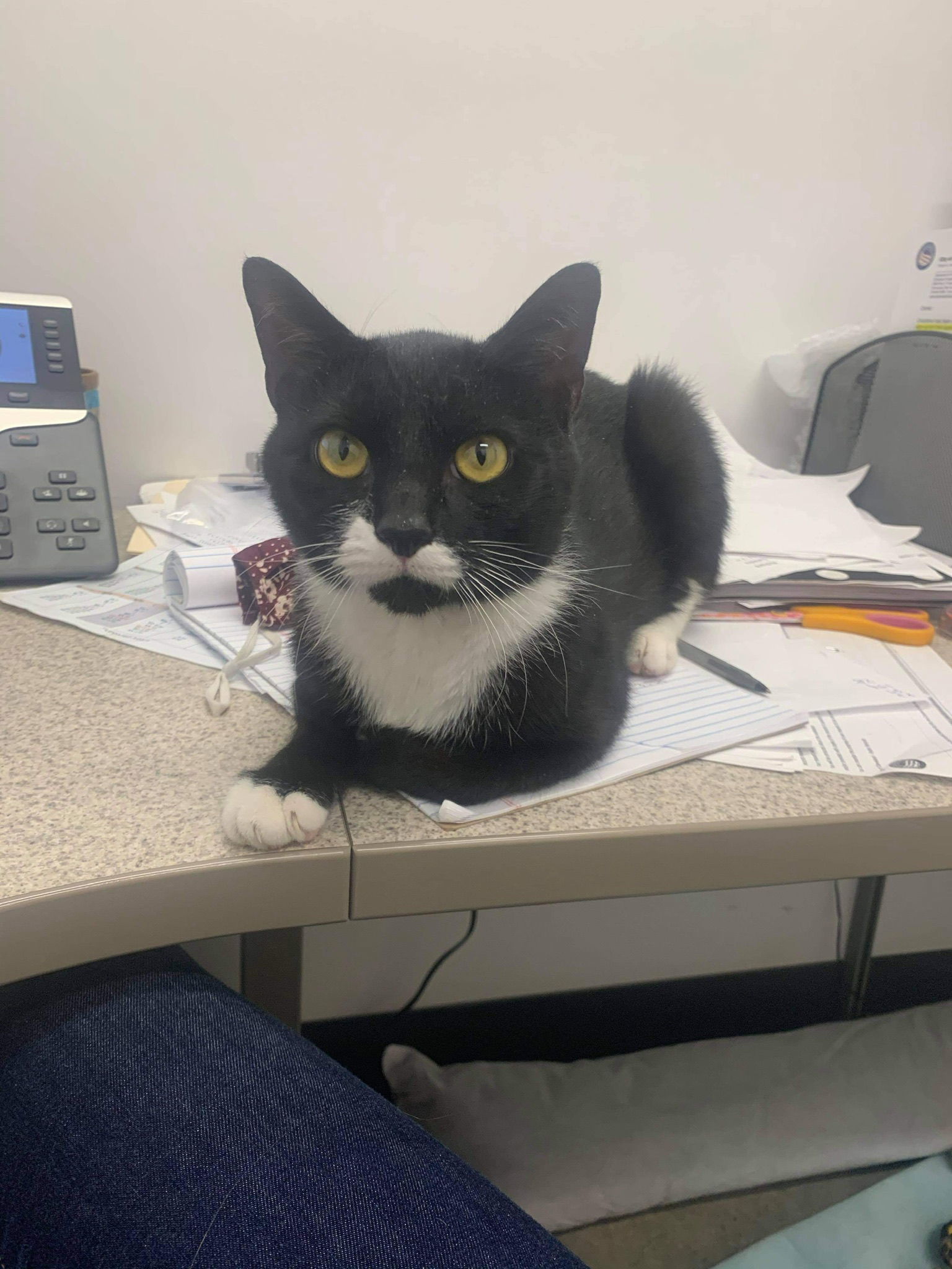 Stache, an adoptable Domestic Short Hair in Cuyahoga Falls, OH, 44222 | Photo Image 3