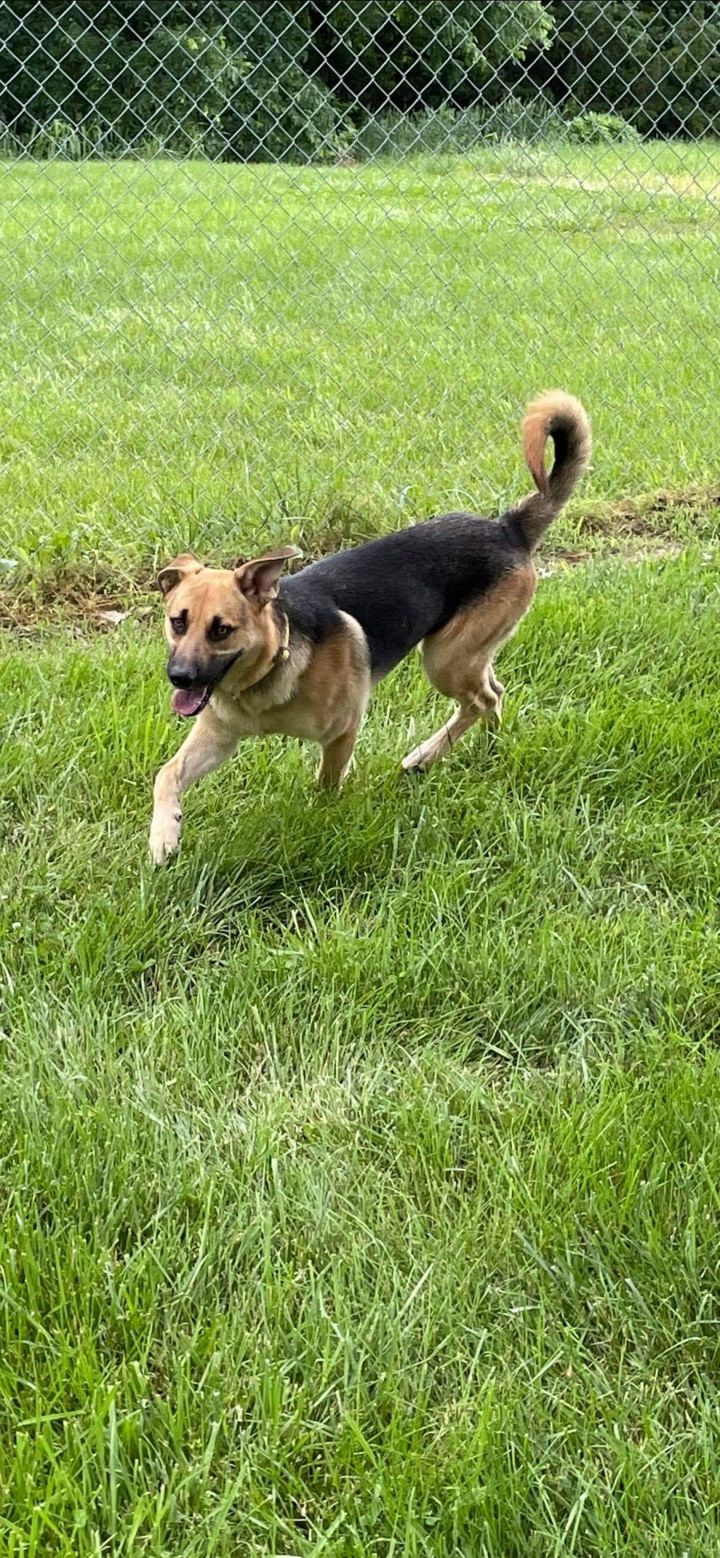 Alvin, an adoptable German Shepherd Dog Mix in Jefferson City, MO_image-3