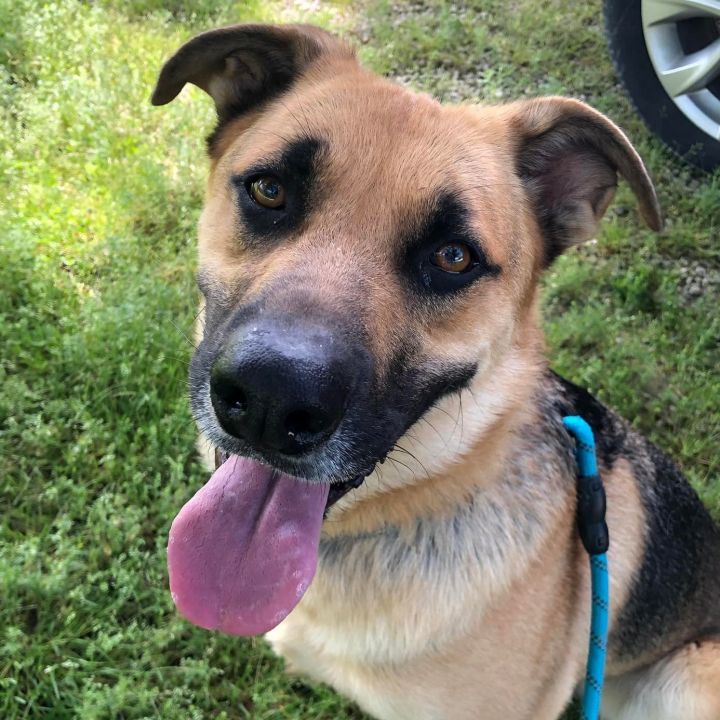 Alvin, an adoptable German Shepherd Dog Mix in Jefferson City, MO_image-1