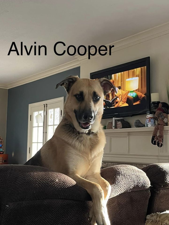Alvin, an adoptable German Shepherd Dog in Jefferson City, MO, 65110 | Photo Image 5