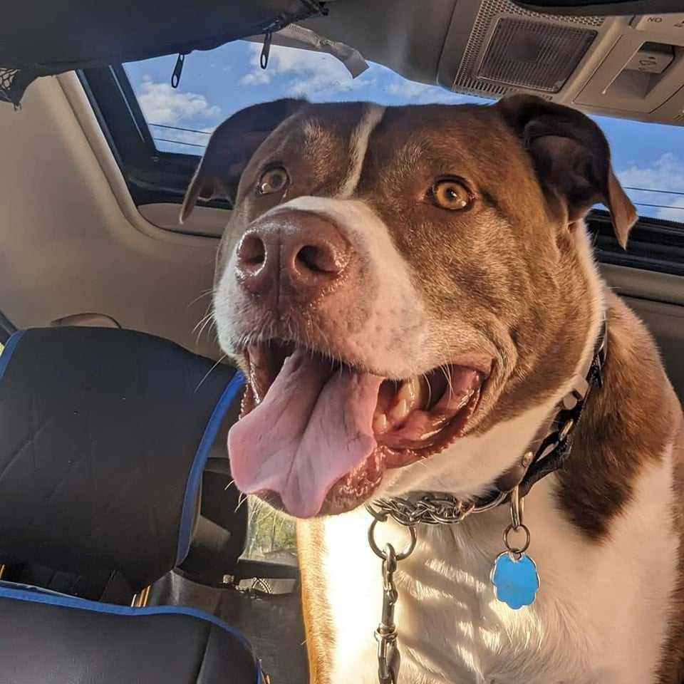 FERGAL aka RAMBO, an adoptable Mixed Breed in Holbrook, NY, 11741 | Photo Image 1