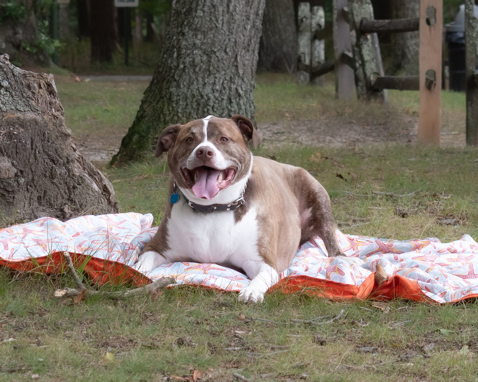 FERGAL aka RAMBO, an adoptable Mixed Breed in Southampton, NY, 11968 | Photo Image 2