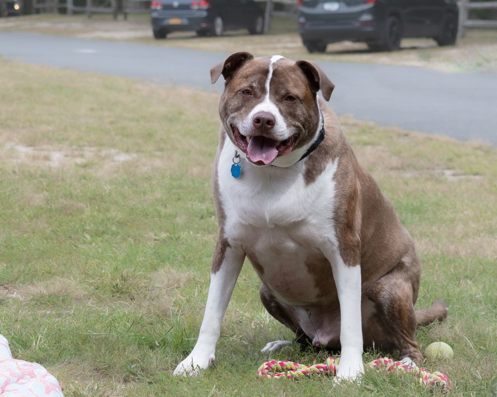 FERGAL aka RAMBO, an adoptable Mixed Breed in Southampton, NY, 11968 | Photo Image 3