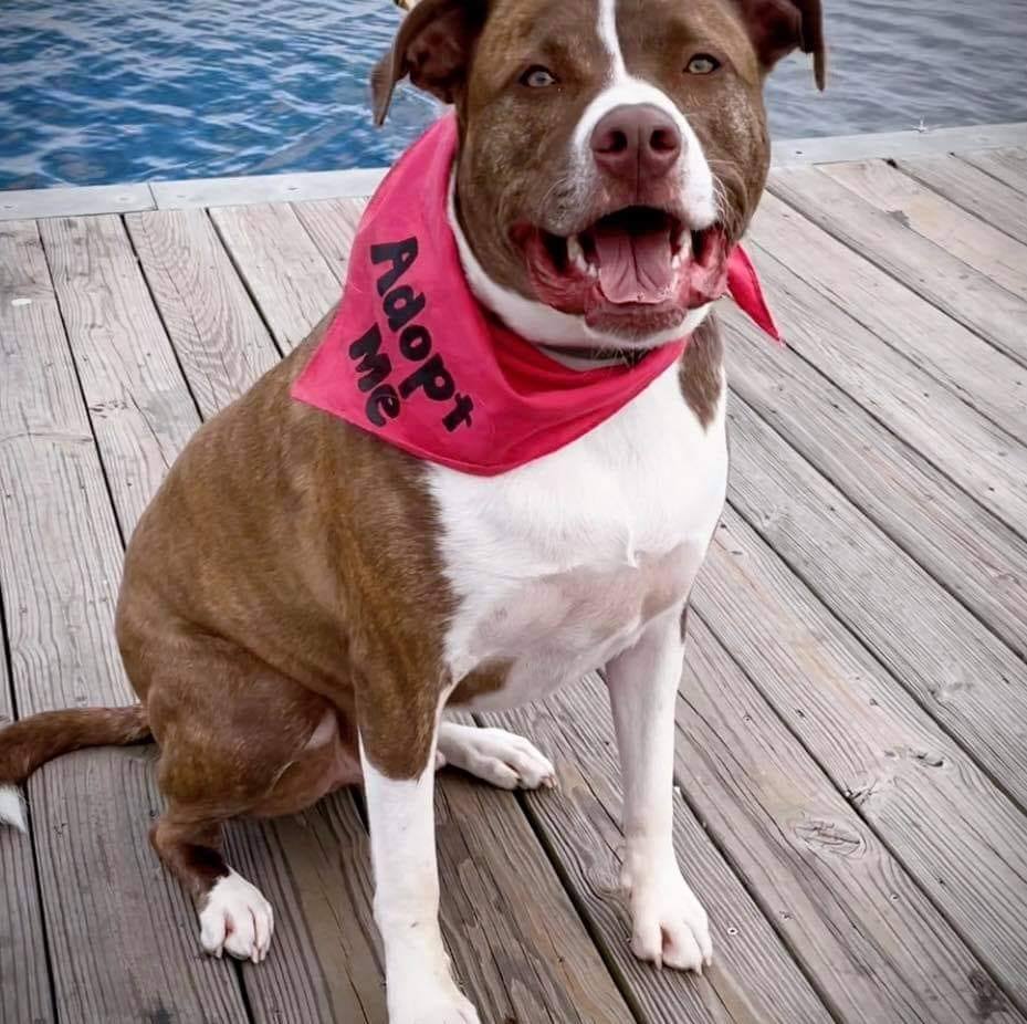 FERGAL aka RAMBO, an adoptable Mixed Breed in Southampton, NY, 11968 | Photo Image 3