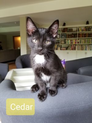 Cedar