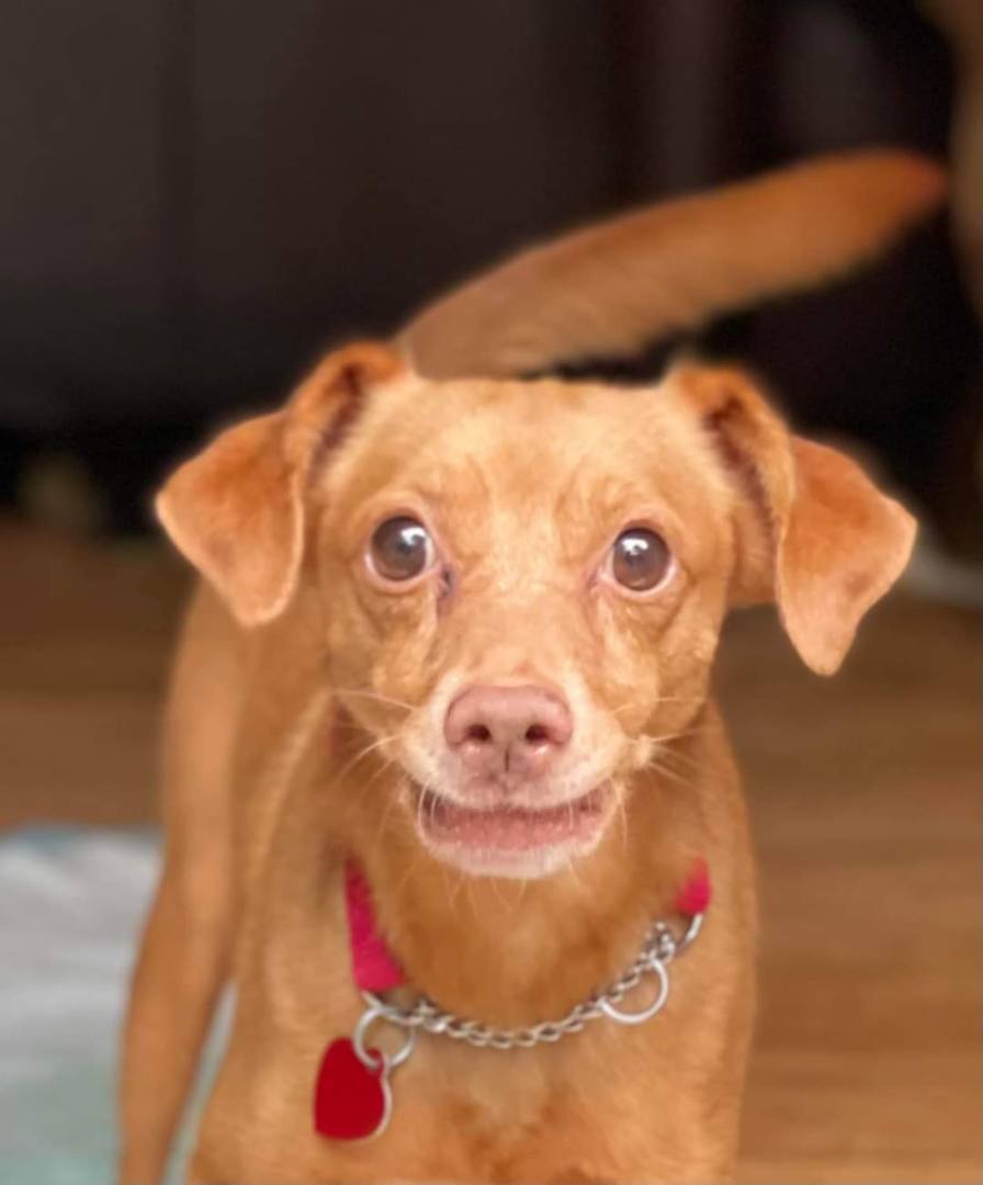 READ THIS FIRST: Ember- Please scroll down the ENTIRE Petfinder page and read OUR ENTIRE WRITE-UP before following the directions WE'VE PROVIDED to submit OUR ADOPTION SURVEY., an adoptable Miniature Pinscher, Vizsla in Raleigh, NC, 27619 | Photo Image 3
