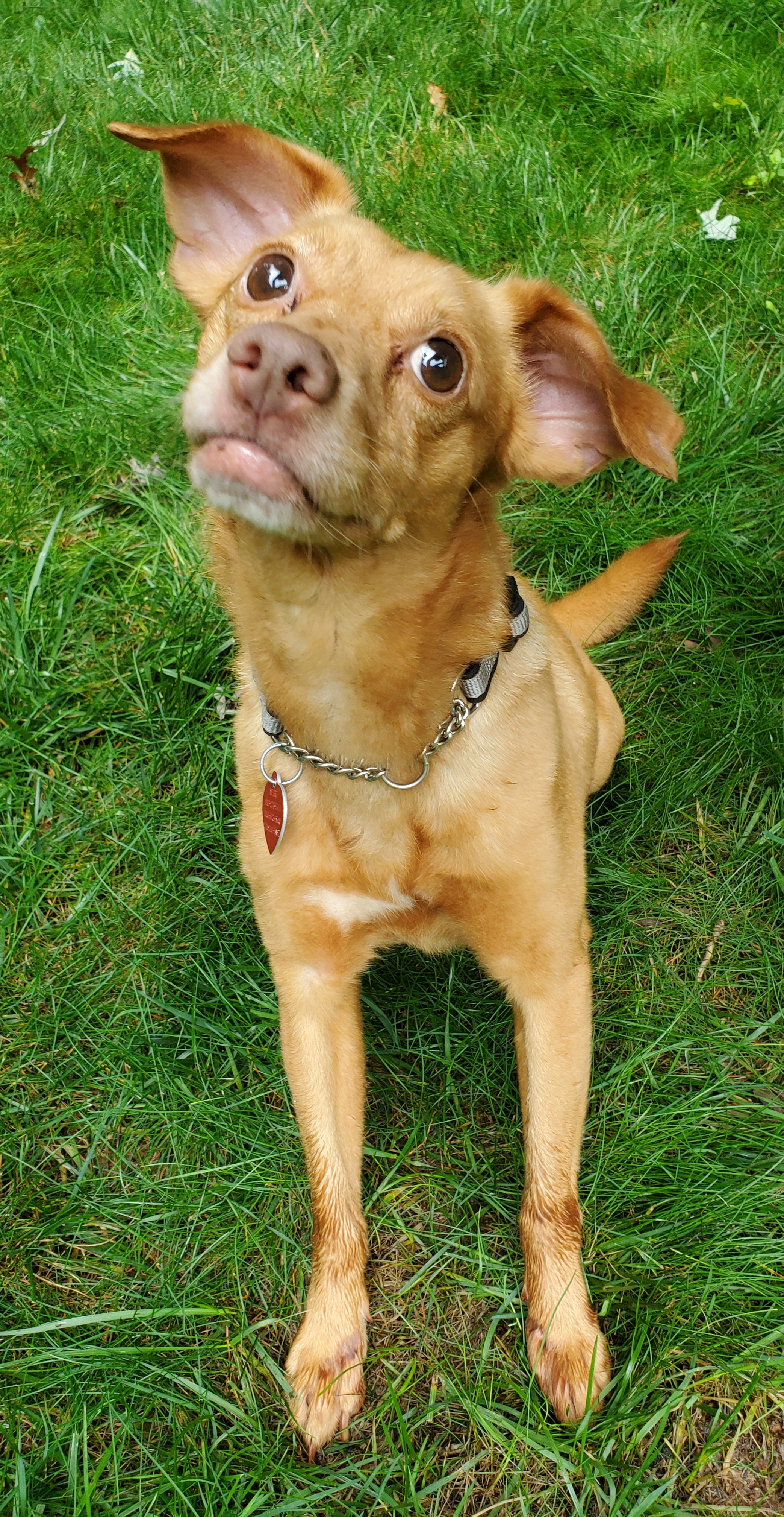 READ THIS FIRST: Ember- Please scroll down the ENTIRE Petfinder page and read OUR ENTIRE WRITE-UP before following the directions WE'VE PROVIDED to submit OUR ADOPTION SURVEY., an adoptable Miniature Pinscher, Vizsla in Raleigh, NC, 27619 | Photo Image 4