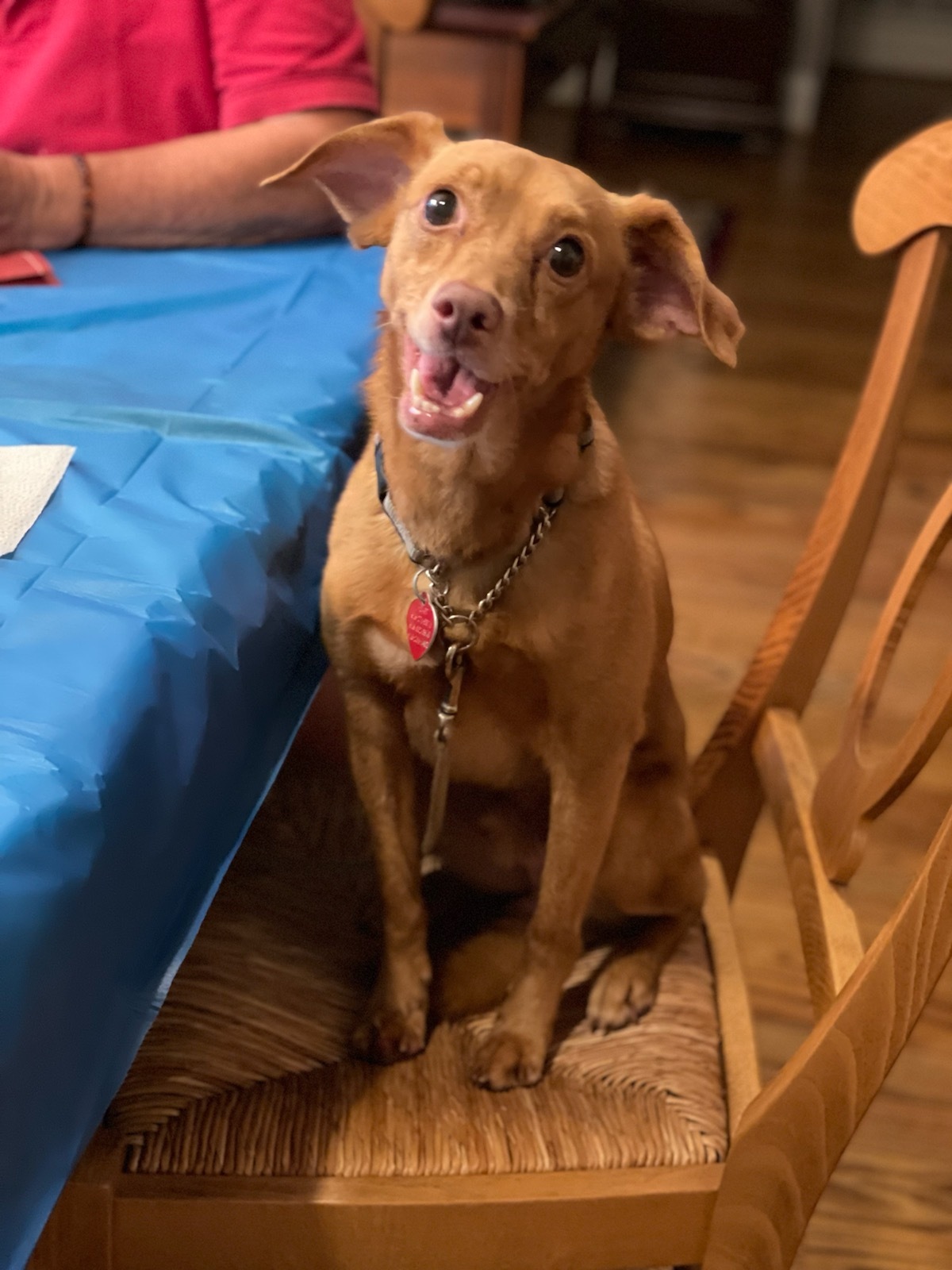 READ THIS FIRST: Ember- Please scroll down the ENTIRE Petfinder page and read OUR ENTIRE WRITE-UP before following the directions WE'VE PROVIDED to submit OUR ADOPTION SURVEY., an adoptable Miniature Pinscher, Vizsla in Raleigh, NC, 27619 | Photo Image 5
