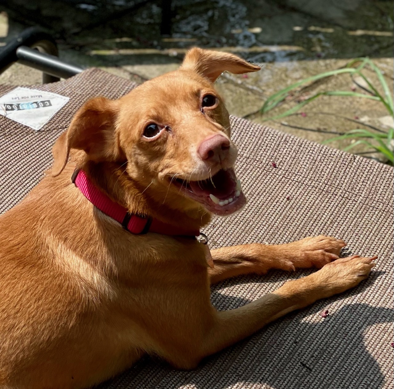 READ THIS FIRST: Ember- Please scroll down the ENTIRE Petfinder page and read OUR ENTIRE WRITE-UP before following the directions WE'VE PROVIDED to submit OUR ADOPTION SURVEY., an adoptable Miniature Pinscher, Vizsla in Raleigh, NC, 27619 | Photo Image 1
