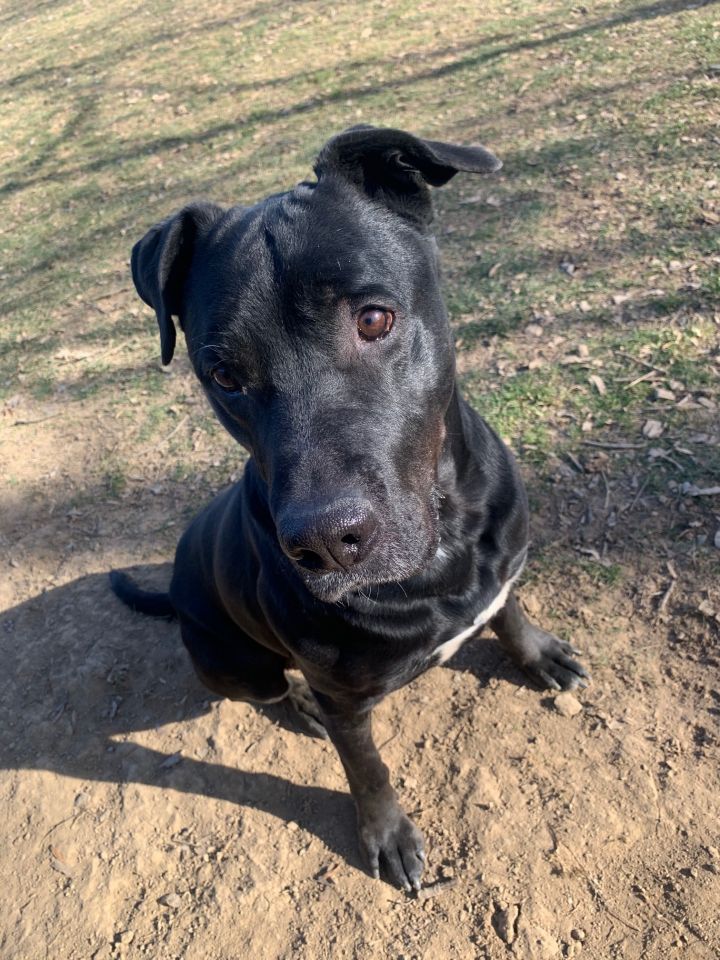 Labrador mix hot sale cane corso