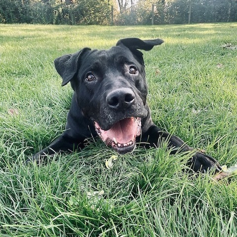 Cane corso labrador sales retriever mix