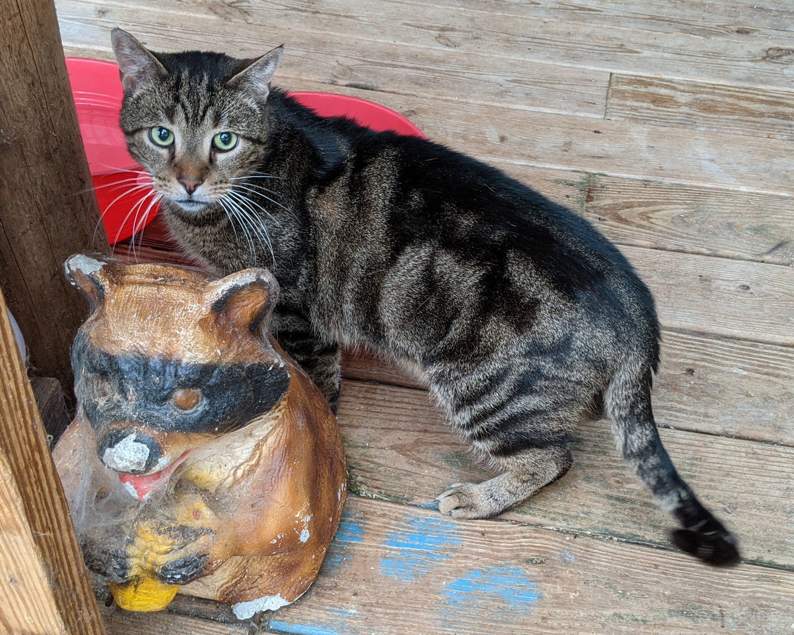 Mack, an adoptable Tabby, Domestic Short Hair in Pittsboro, NC, 27312 | Photo Image 1