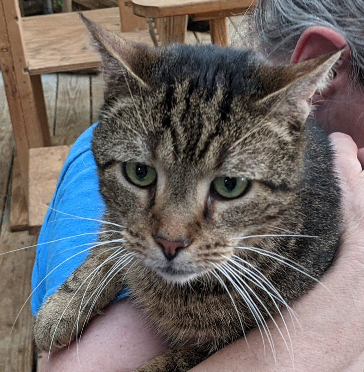 Mack, an adoptable Tabby, Domestic Short Hair in Pittsboro, NC, 27312 | Photo Image 2