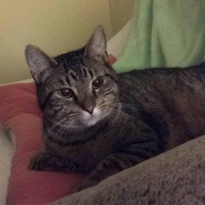 Maverick, an adoptable Tabby in Hopkinsville, KY, 42240 | Photo Image 2