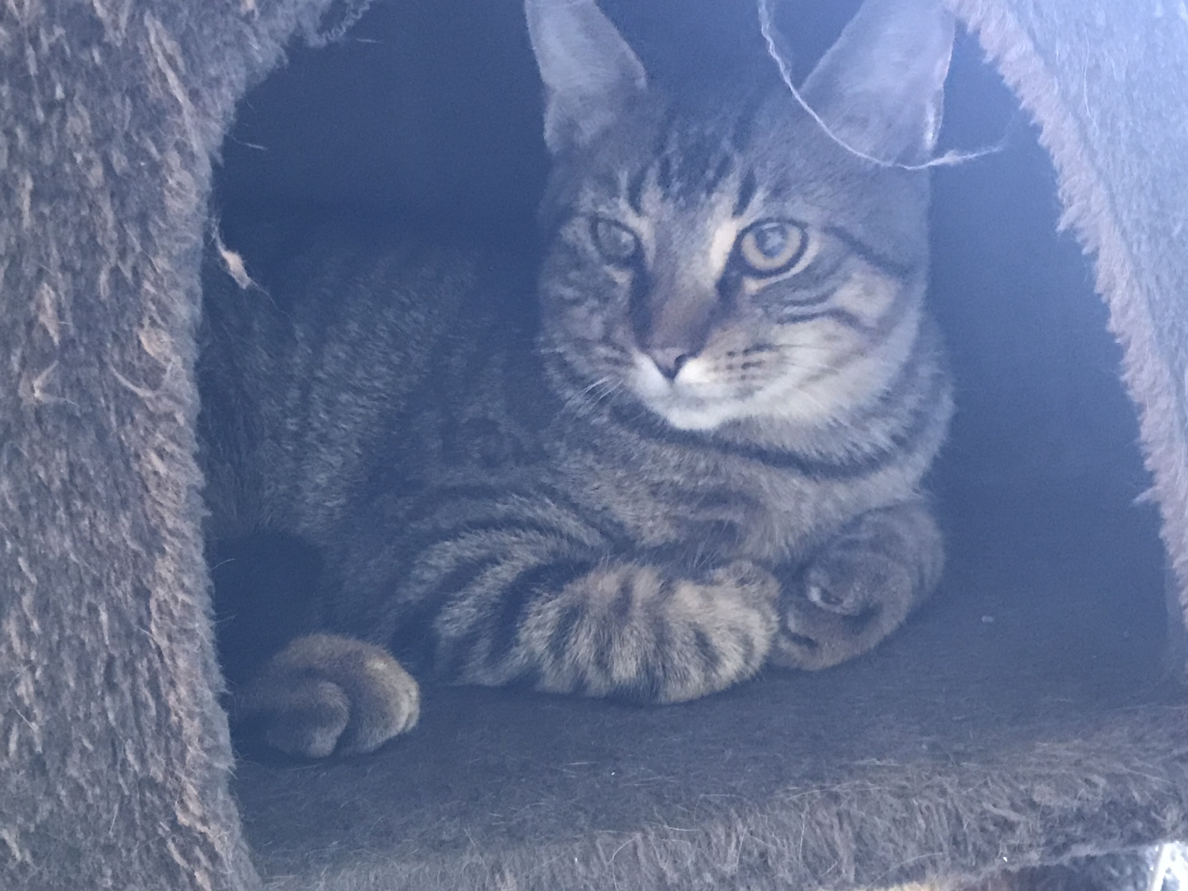 Maverick, an adoptable Tabby in Hopkinsville, KY, 42240 | Photo Image 4