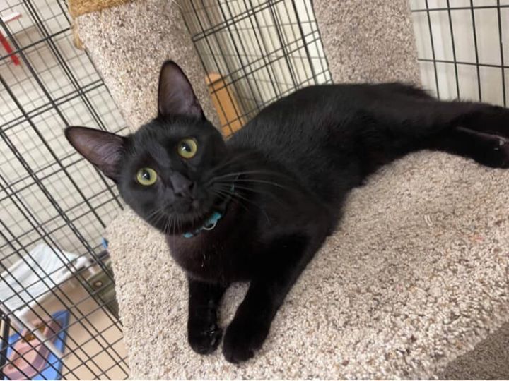 Cat For Adoption Cooper A Domestic Short Hair Mix In Maryville Mo Petfinder