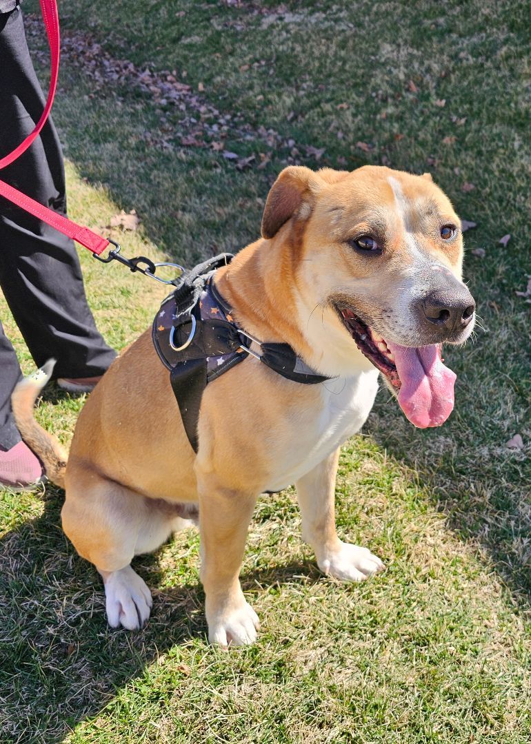 Bear, an adoptable Shepherd in Lowell, AR, 72745 | Photo Image 2