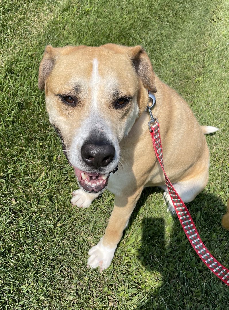 Bear, an adoptable Shepherd in Lowell, AR, 72745 | Photo Image 1