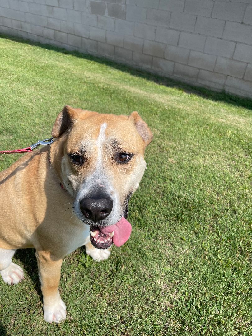 Bear, an adoptable Shepherd in Lowell, AR, 72745 | Photo Image 3