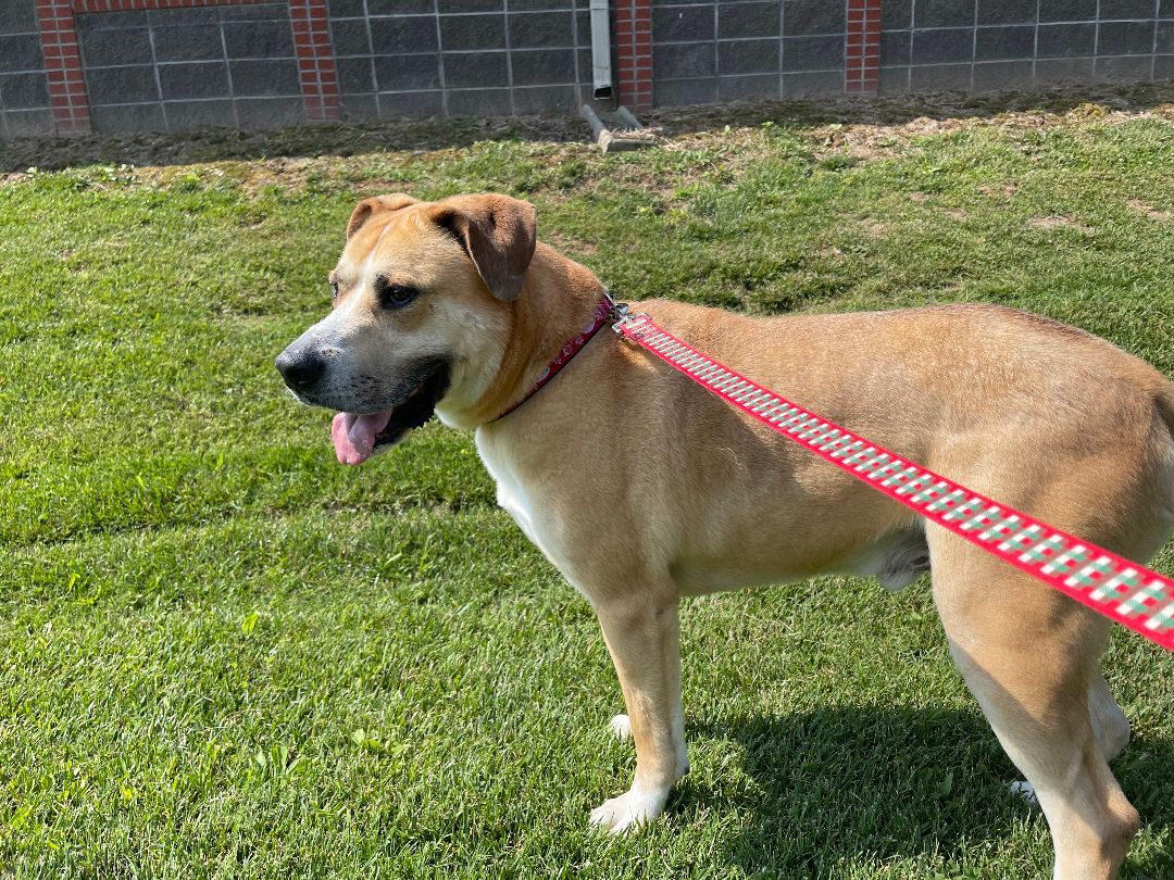 Bear, an adoptable Shepherd in Lowell, AR, 72745 | Photo Image 4