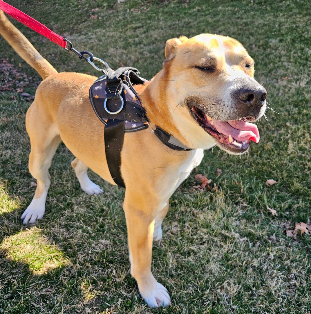 Bear, an adoptable Shepherd in Lowell, AR, 72745 | Photo Image 5