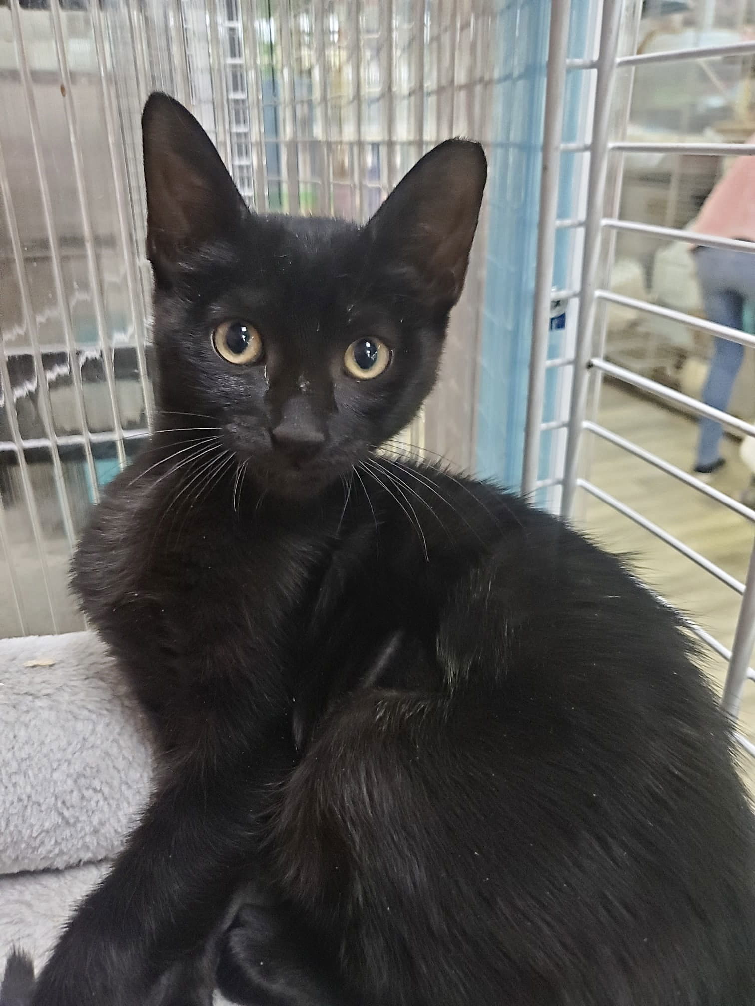 Silvio, an adoptable Domestic Short Hair in Margate, FL, 33068 | Photo Image 1