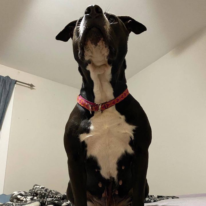 Dog for adoption - Dolly, a Border Collie & English Bulldog Mix in
